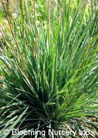 Carex glauca (syn. flacca)                                     